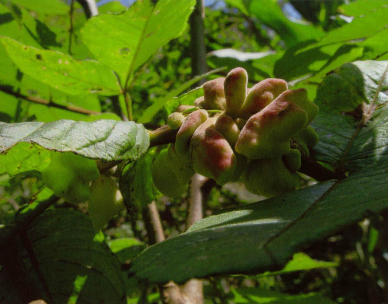 張家界久瑞生物科技有限公司